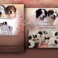 Tornjak numero uno in Italia