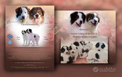 Tornjak numero uno in Italia