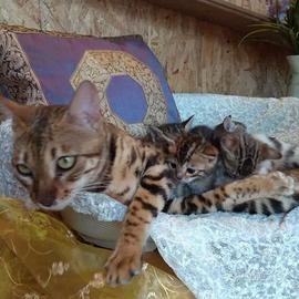 Bengala cuccioli a tre mesi saranno disponibili