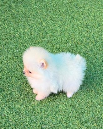 Volpino di pomerania small
