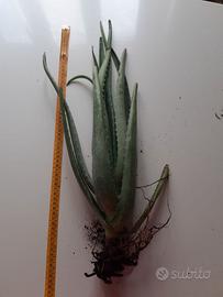 Pianta aloe vera diametro 9.5 cm altezza 53 cm