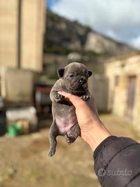 Cuccioli di bulldog francese