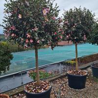 camelia sasanqua e  japonica ad alberello