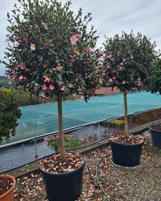 camelia sasanqua e  japonica ad alberello