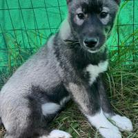 Cuccioli di siberian husky agouti
