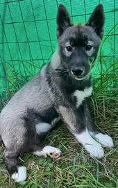 Cuccioli di siberian husky agouti