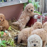 Barboncino Toy con pedegree