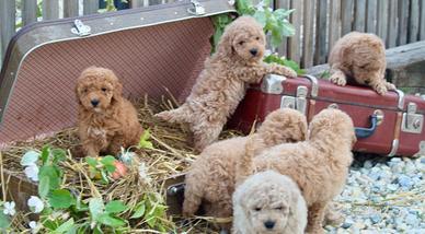 Barboncino Toy con pedegree