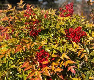 NANDINA: Piantine varie misure e semi 3€ cad.