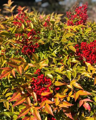 NANDINA: Piantine varie misure e semi 3€ cad.