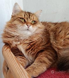 Gatta Siberiana