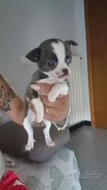Chihuahua avellino