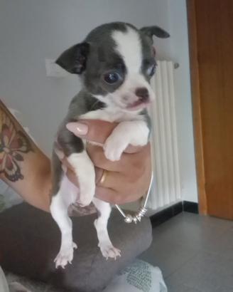 Chihuahua avellino