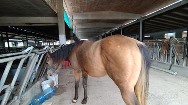 Cavallo puledro