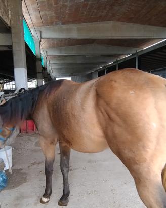 Cavallo puledro