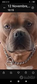 American Bully maschio