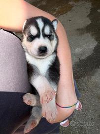 Siberian Husky