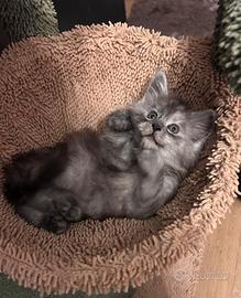 Cucciola Maine coon