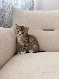 Gattini scottish fold e straight