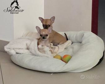 Cuccioli di chihuahua con pedigree Enci