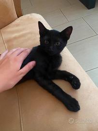 Gattina nera