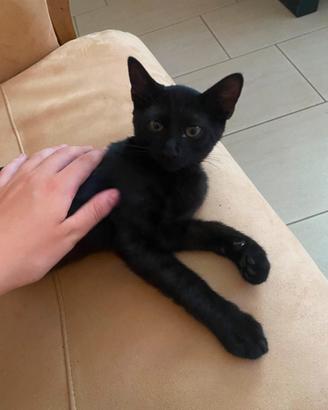 Gattina nera