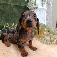 Cuccioli Bassotto nano