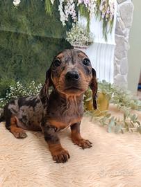 Cuccioli Bassotto nano