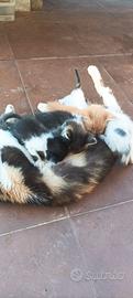 Gattini