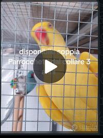 Coppia parrucchetti dal collare