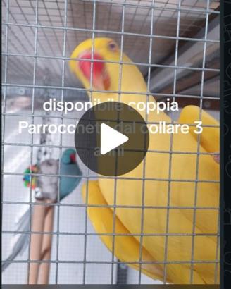 Coppia parrucchetti dal collare