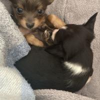 Cuccioli di pinscher toy