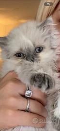 Cucciola gatto