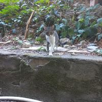 Gattina