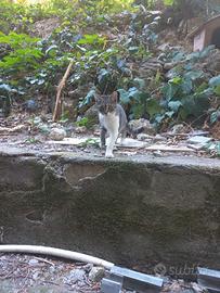 Gattina