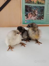 Pulcini araucana