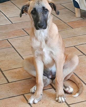 Molly, 7 mesi