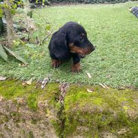 Maschietti di bassotto nano