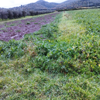 Terreno pianeggiante