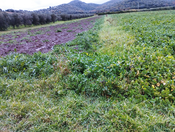 Terreno pianeggiante