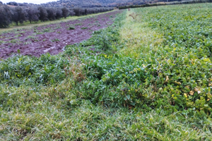 Terreno pianeggiante