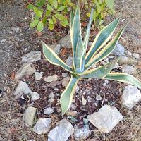 Agave variegata e agave ameticana