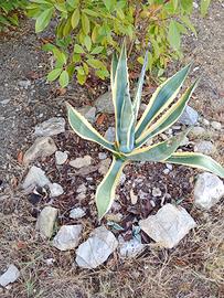 Agave variegata e agave ameticana
