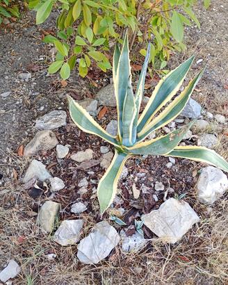 Agave variegata e agave ameticana