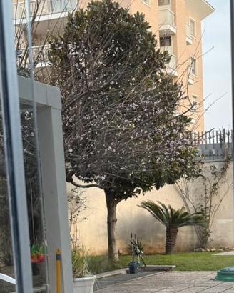 albero di magnolie 