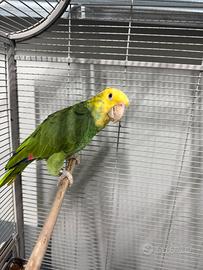 Amazzone Oratrix femmina