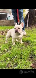 Bulldog francese