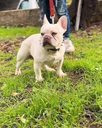 Bulldog francese