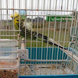 Cocorite Hagoromo Puro Esotici Animali Pappagallin