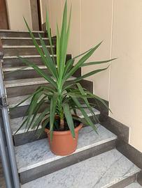 Pianta